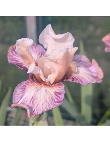 Iris Comme un Sourire (TB) (2lt)
