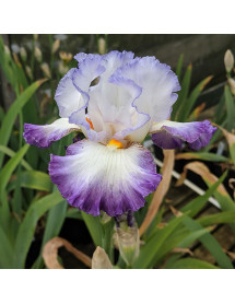 Iris Conjuration (TB) (1.5lt) Iris Conjuration (TB) (1.5lt)