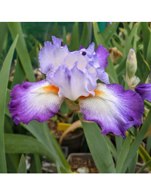 Iris Conjuration (TB) (1.5lt)