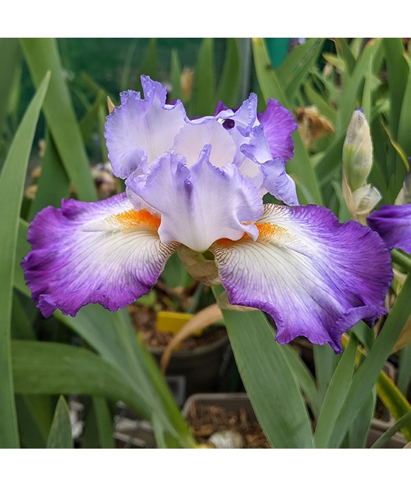 Iris Conjuration (TB) (1.5lt) Iris Conjuration (TB) (1.5lt)
