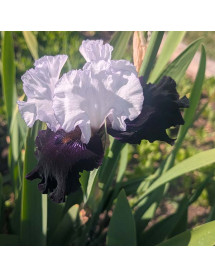 Iris Domino Noir (TB) (3lt) Iris Domino Noir (TB) (3lt)