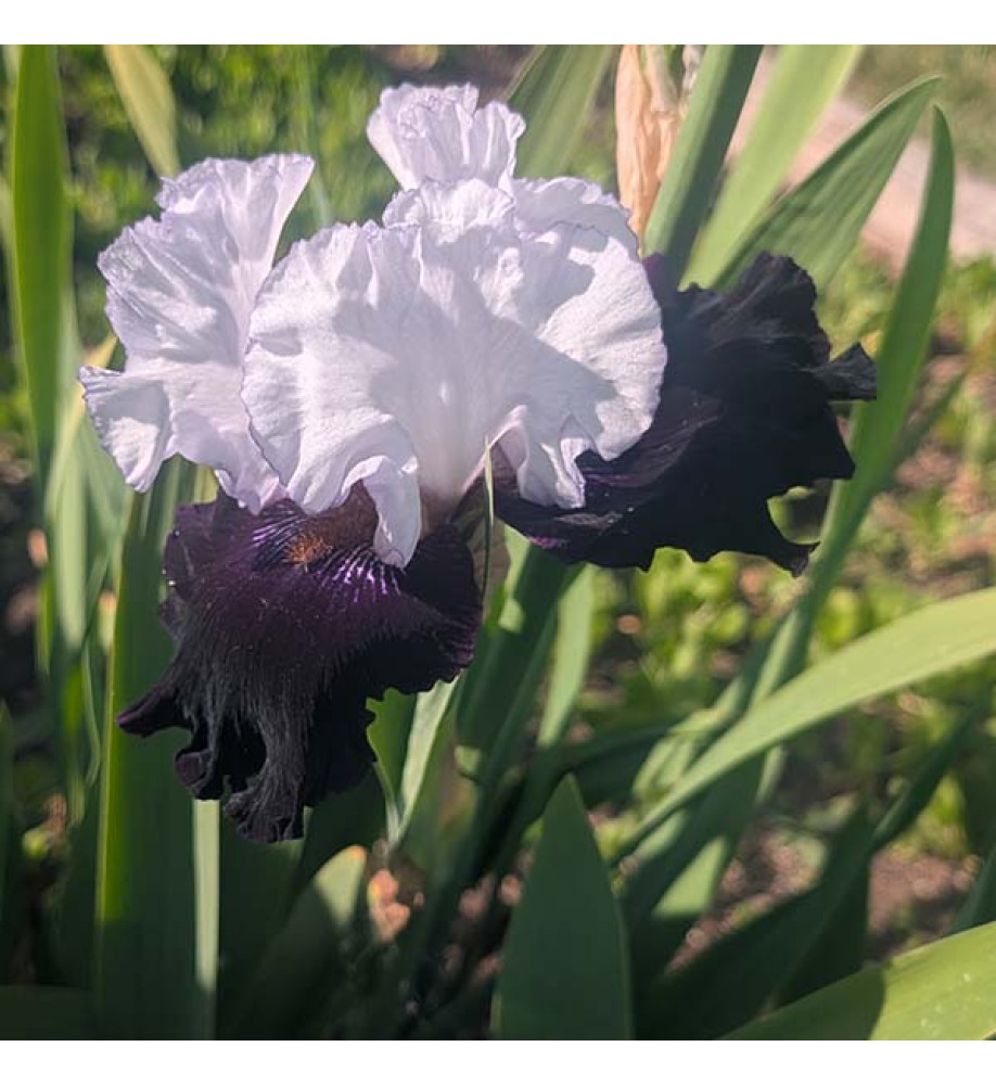 Iris Domino Noir (TB) (3lt)