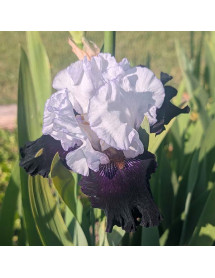 Iris Domino Noir (TB) (2lt) Iris Domino Noir (TB) (2lt)