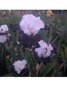 Iris Domino Noir (TB) (2lt)