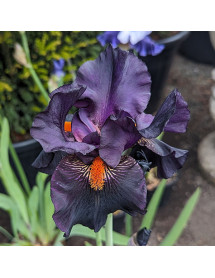 Iris Dracula's Kiss (TB) (1lt)