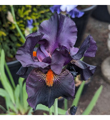 Iris Dracula's Kiss (TB) (1lt)