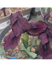 Iris Dwarf Cherry Garden (SDB) (1lt)
