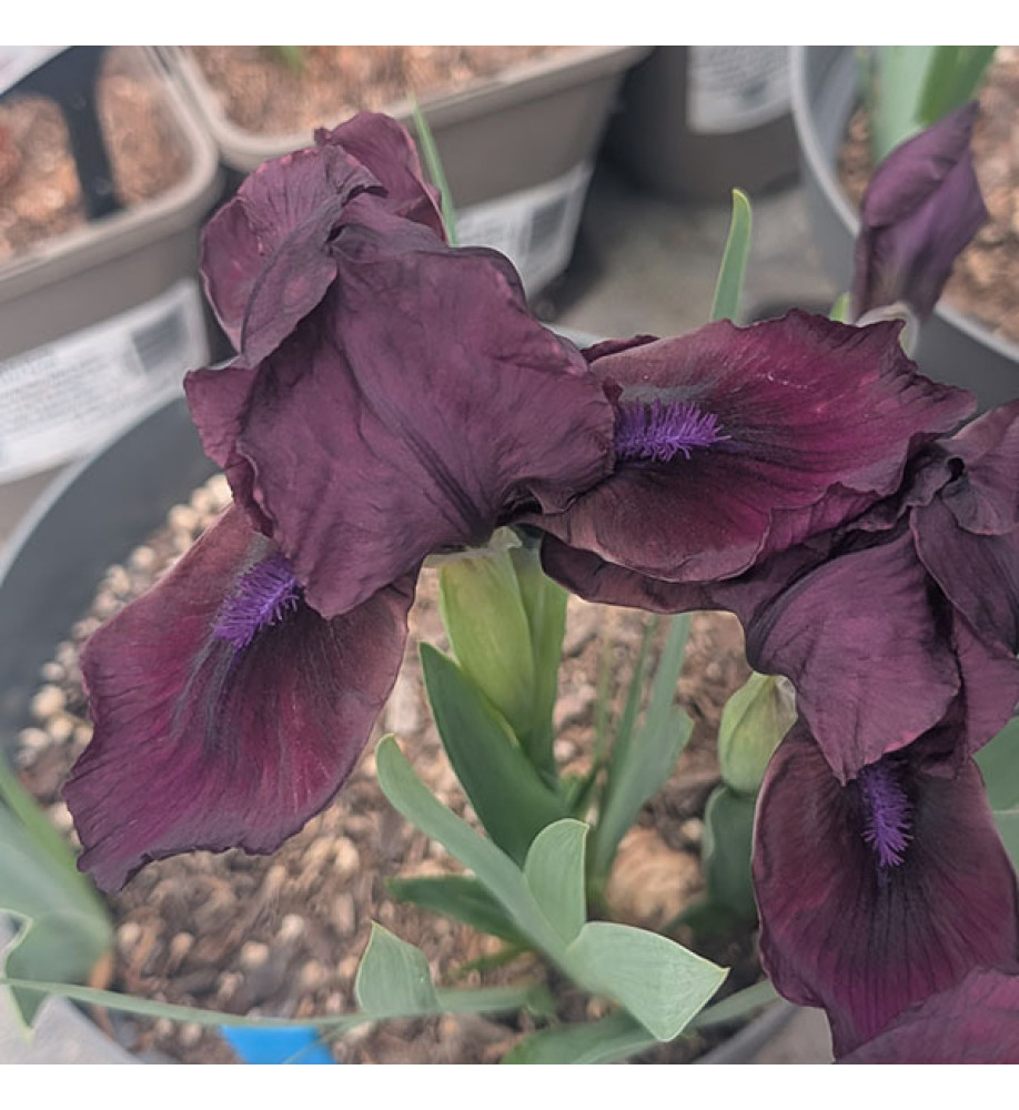 Iris Dwarf Cherry Garden (SDB) (1lt)