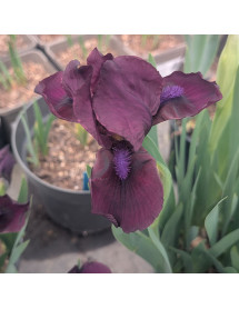 Iris Dwarf Cherry Garden (SDB) (1lt)