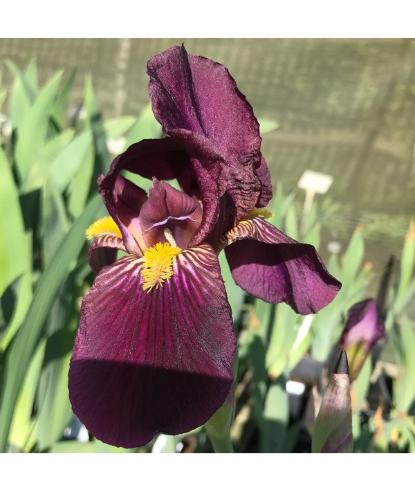 Iris Dwarf Cherry Garden (SDB) (3lt)