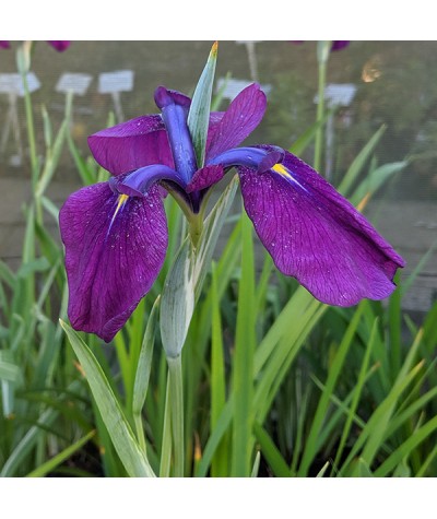 Iris ensata Variegata (2lt)