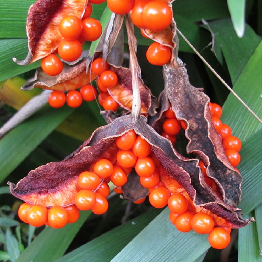 Iris foetidissima citrina (1lt)