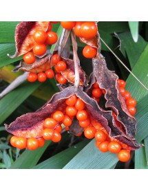 Iris foetidissima citrina (1lt)