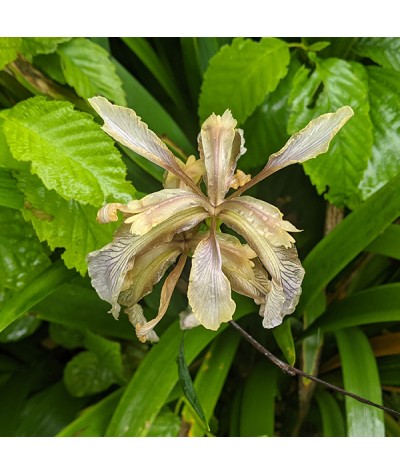 Iris foetidissima citrina (1lt)