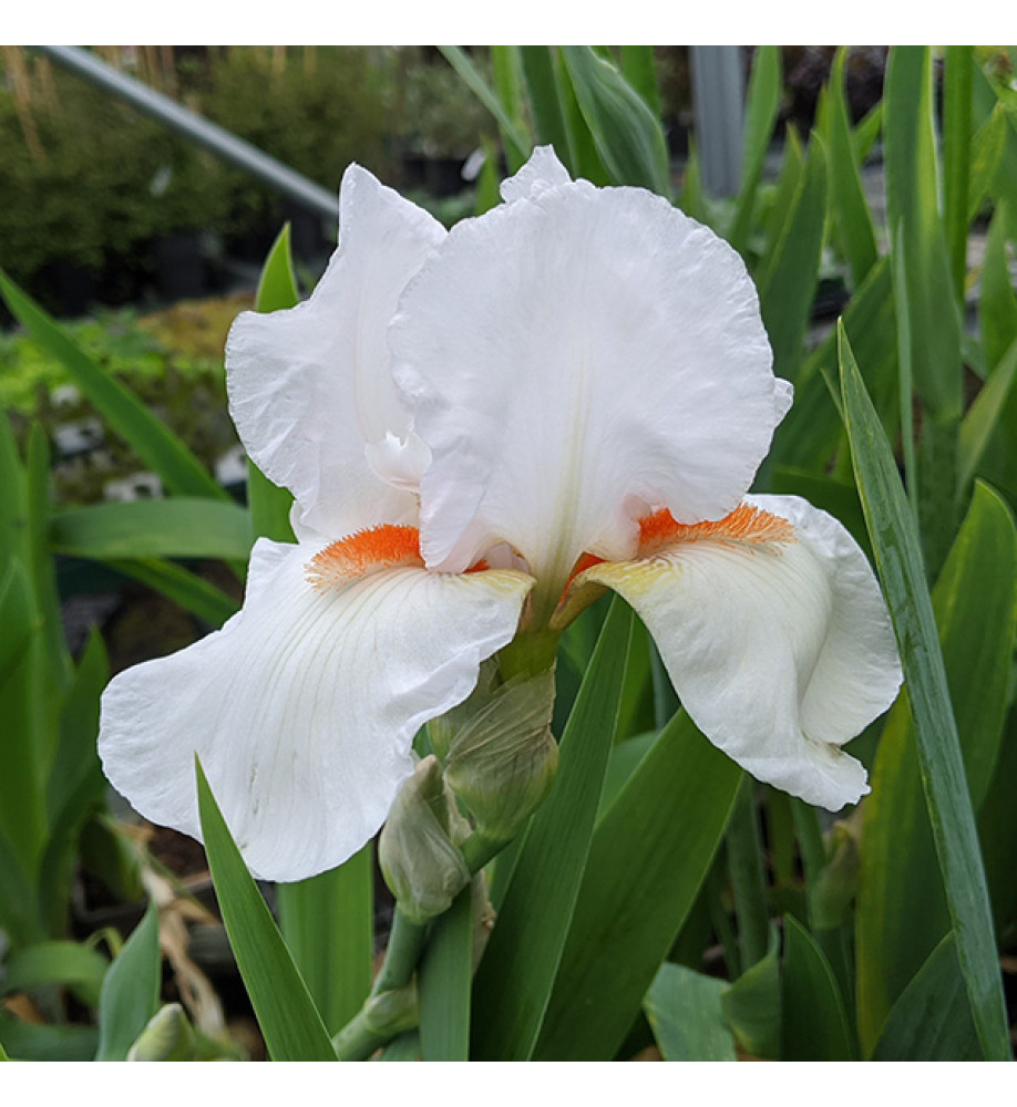 Iris Frost and Flame (TB) (1.5lt)