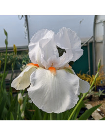 Iris Frost and Flame (TB) (1.5lt) Iris Frost and Flame (TB) (1.5lt)