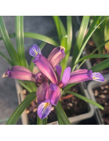 Iris Graminea (1lt) Iris Graminea (1lt)