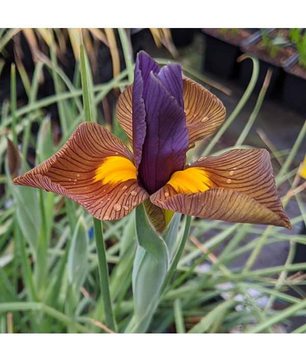 Iris hollandica Tigereye (1lt)