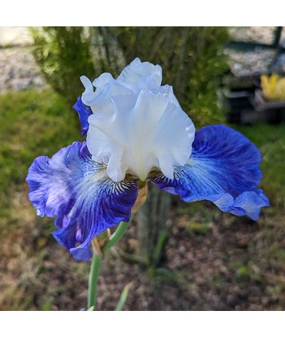 Iris Irisades (TB) (2lt)