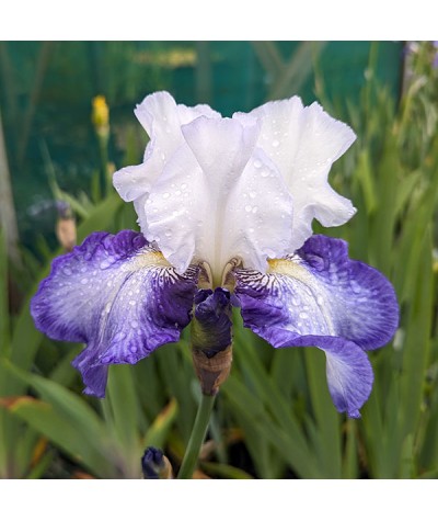 Iris Irisades (TB) (2lt)