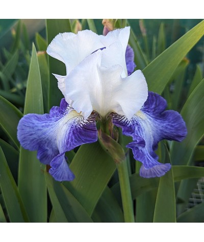 Iris Irisades (TB) (2lt)