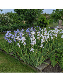 Iris Jane Phillips (TB) (1.5lt)
