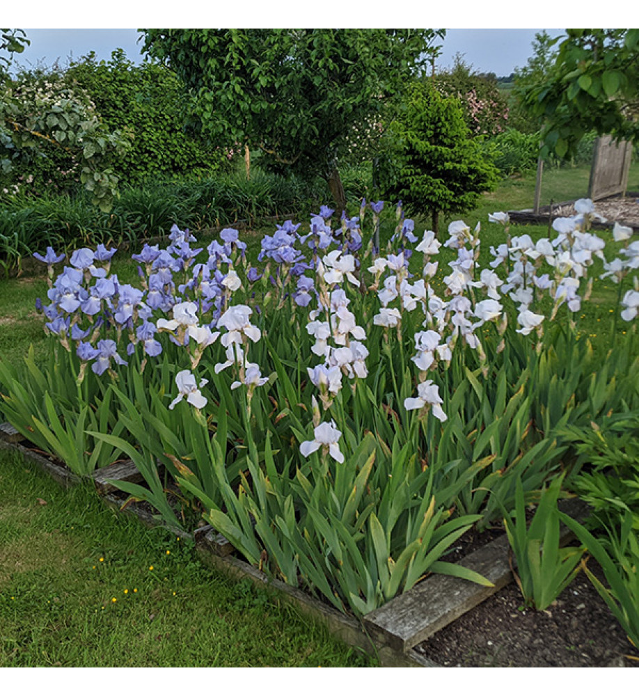 Iris English Cottage (TB) (1lt)
