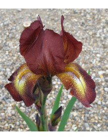 Iris Kent Pride (1lt)