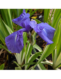 Iris laevigata Variegata (2lt)