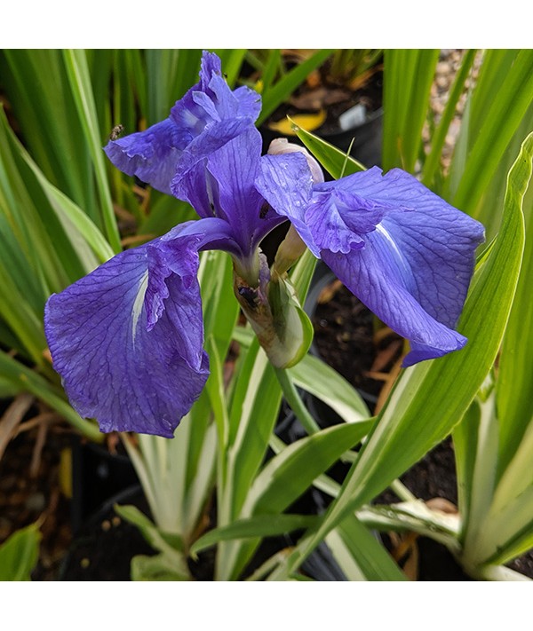 Iris laevigata Variegata (2lt) Iris laevigata Variegata (2lt)