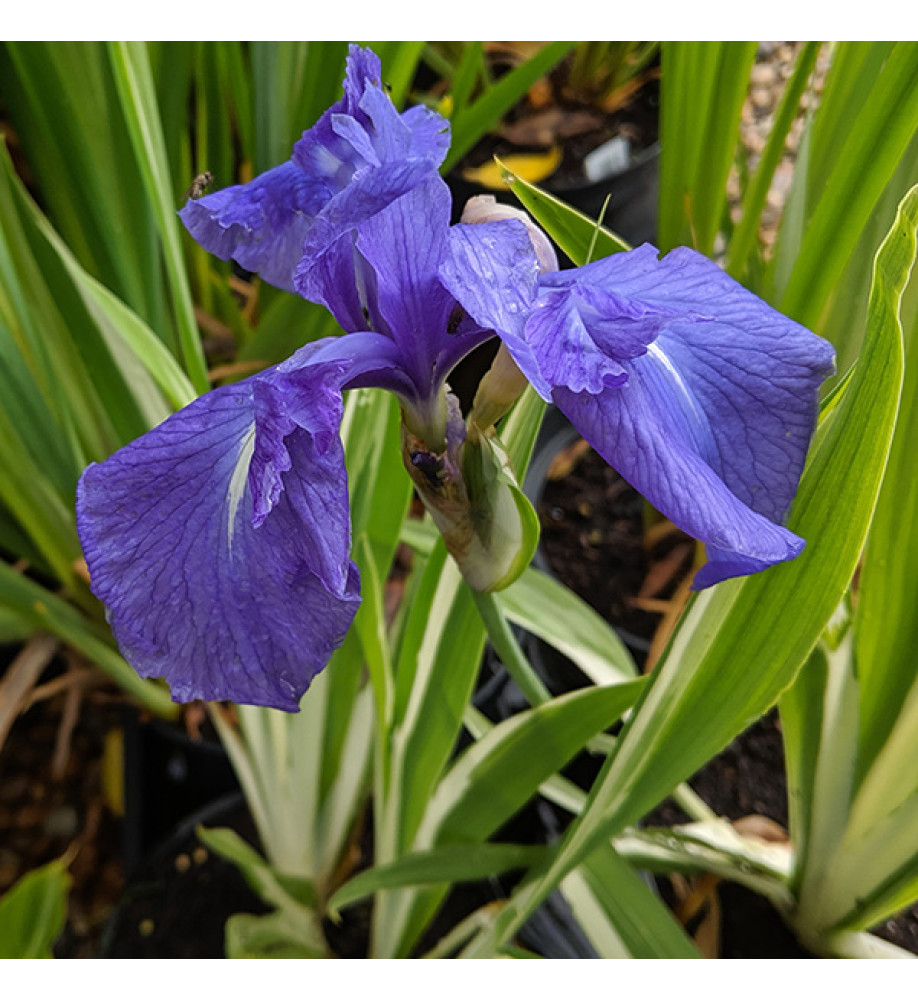 Iris laevigata Variegata (2lt)