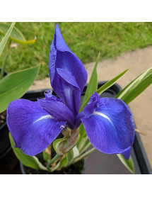 Iris laevigata Variegata (2lt)