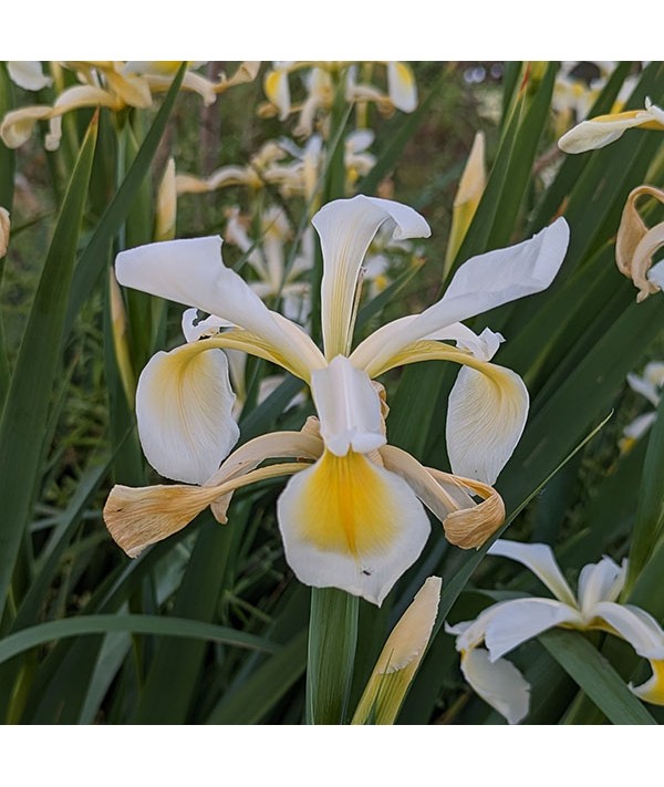 Iris orientalis (1.5lt)