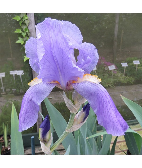 Iris pallida Argentea Variegata (TB) (2lt)