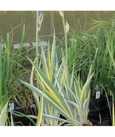 Iris pallida Variegata (Aurea)(2lt)