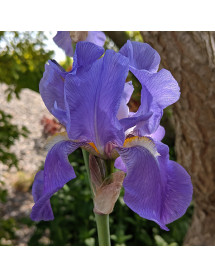 Iris pallida dalmatica (2lt)