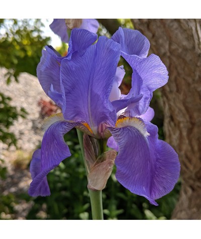 Iris pallida dalmatica (3lt)