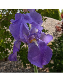 Iris pallida dalmatica (2lt)