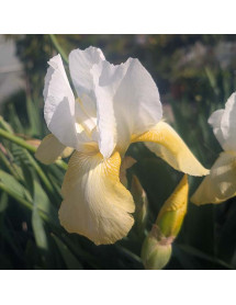 Iris Pinnacle (TB) (1lt) Iris Pinnacle (TB) (1lt)