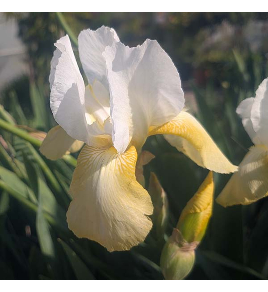 Iris Pinnacle (TB) (1lt)
