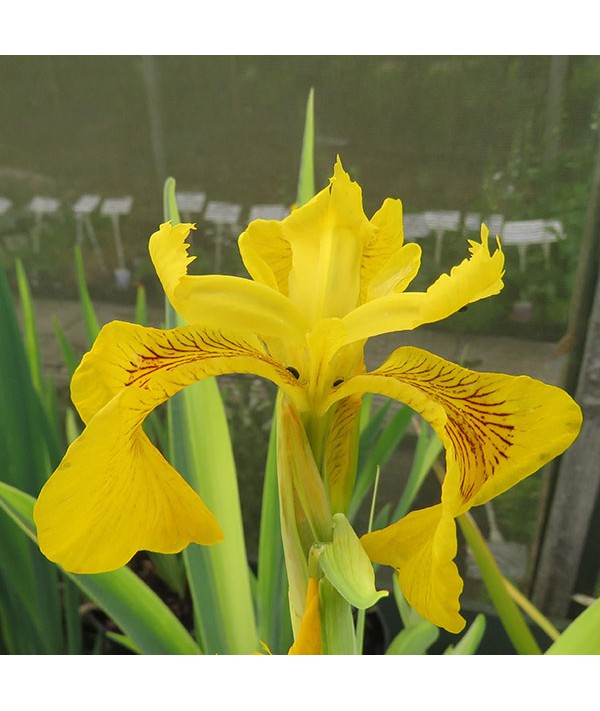 Iris pseudacorus Variegata (3lt)