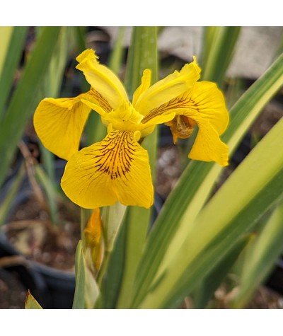 Iris pseudacorus Variegata (3lt)