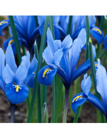 Iris reticulata Harmony (1 x bulb)