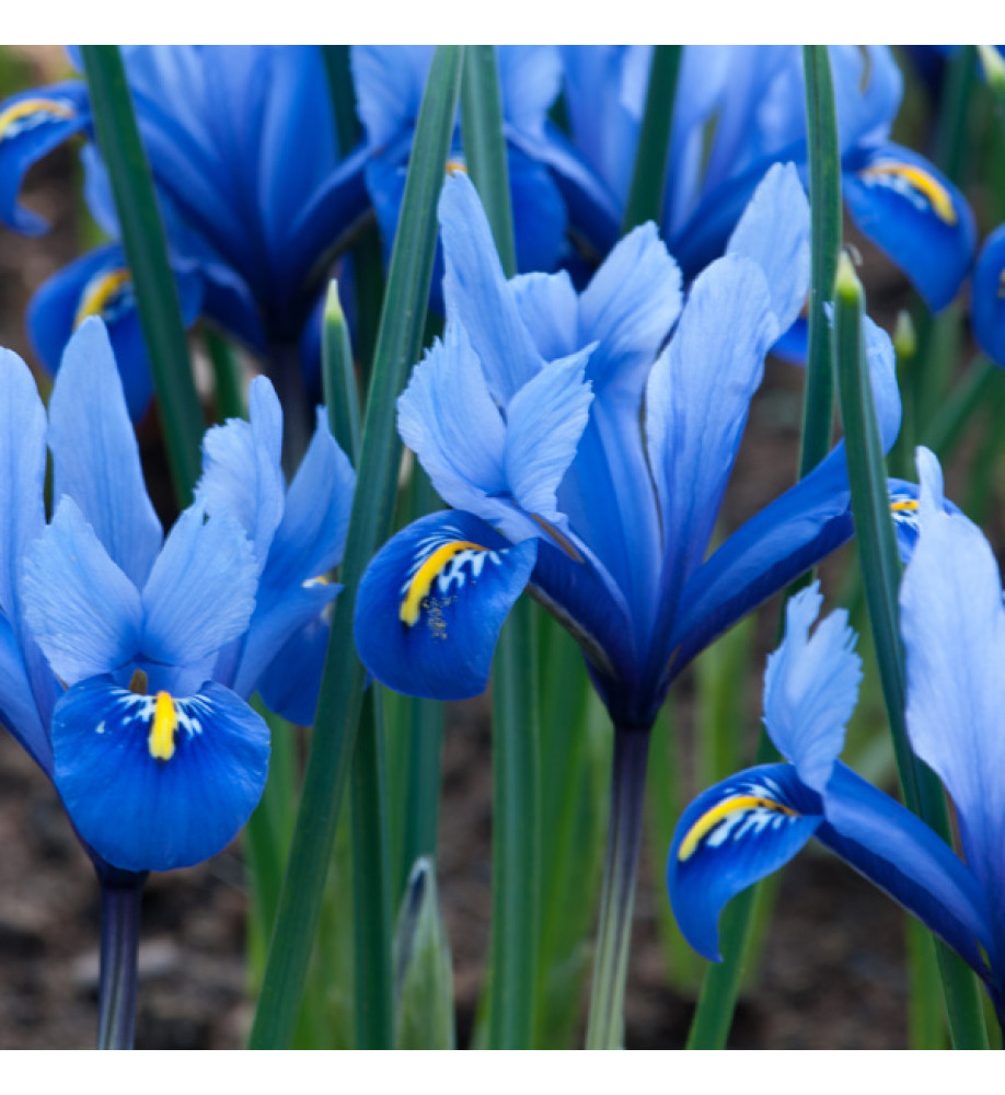 Iris reticulata Harmony (1 x bulb)
