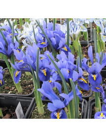 Iris reticulata Harmony (1 x bulb)