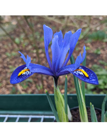 Iris reticulata Harmony (1lt)