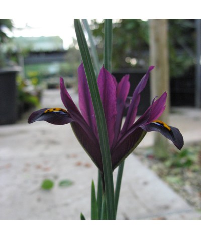 Iris reticulata J. S. Dijt (1lt)