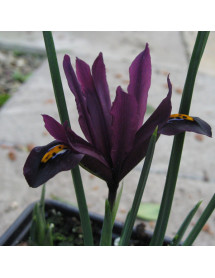 Iris reticulata J. S. Dijt (1 x bulb)