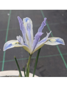 Iris reticulata Painted Lady (1 x bulb)