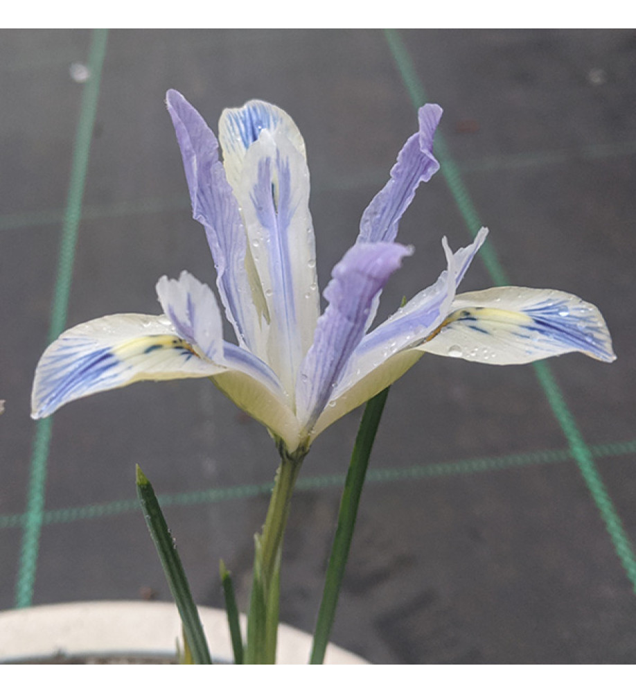 Iris reticulata Painted Lady (1 x bulb)